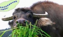 娱乐吃瓜酱牛,揭秘娱乐圈那些不为人知的幕后故事